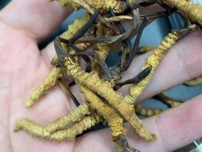 漳州回收冬虫夏草-冬虫夏草回收商家-冬虫夏草怎样保存图1