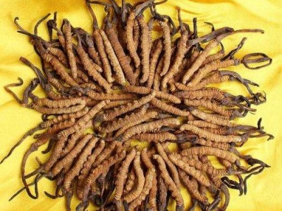 思明地区影响冬虫夏草回收价格原因是什么图2