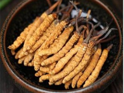 思明地区影响冬虫夏草回收价格原因是什么图5