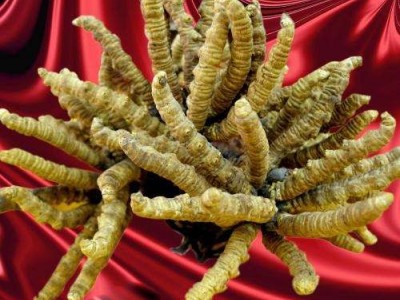 影响莆田回收冬虫夏草价格原因是什么图2