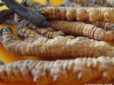 福州冬虫夏草回收商家途径图2