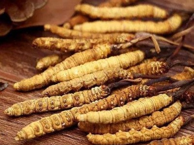 福州冬虫夏草回收商家途径图3