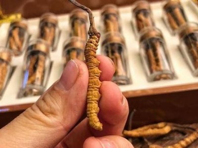 福州冬虫夏草回收商家途径图5