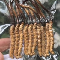 厚街当面回收冬虫夏草商24小时上门回收虫草